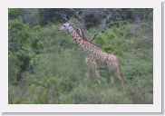 07AkagaraPMGameDrive - 04 * Giraffe (Twiga).